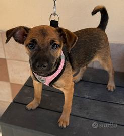 Cucciola di piccola taglia