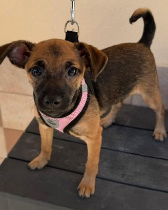 Cucciola di piccola taglia