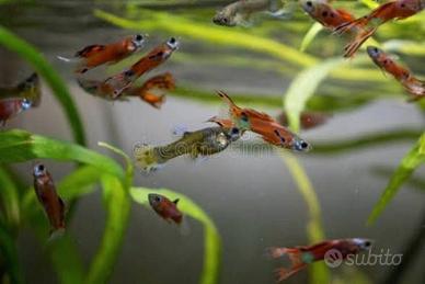 Pesci Guppy prezzo simbolico