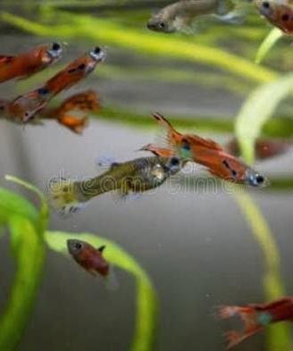 Pesci Guppy prezzo simbolico