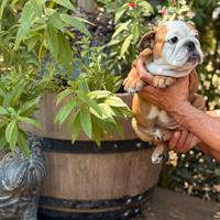 Cucciola bulldog femmina