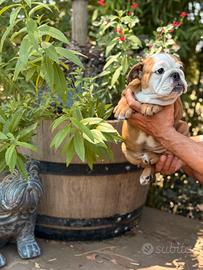 Cucciola bulldog femmina