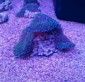 Coralli acquario marino 