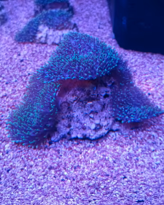 Coralli acquario marino 