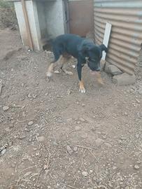Cane maschio