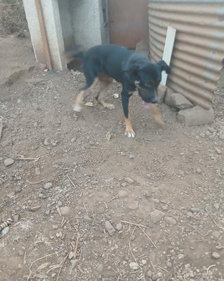 Cane maschio