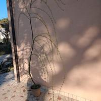 pianta di salice piangente