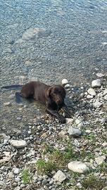 Cuccioli Labrador cioccolato