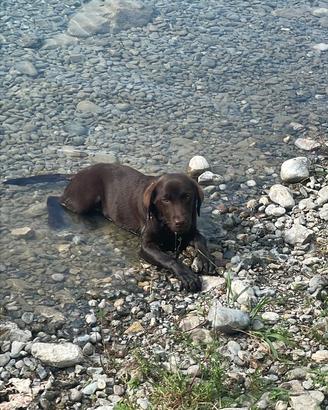 Cuccioli Labrador cioccolato