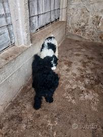 Cuccioli di lagotto