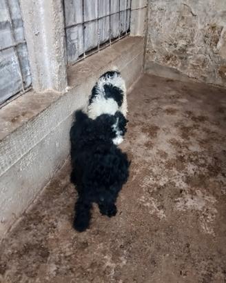 Cuccioli di lagotto
