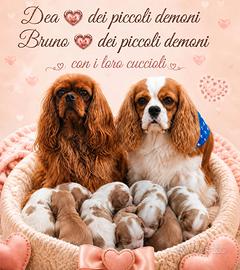 cuccioli di Cavalier king Ciarles Spaniel 