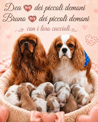 cuccioli di Cavalier king Ciarles Spaniel 