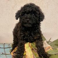 Barboncini toy/nano - Piccoli Briganti