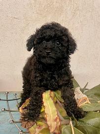 Barboncini toy/nano - Piccoli Briganti