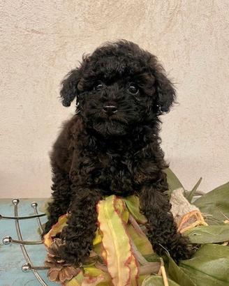 Barboncini toy/nano - Piccoli Briganti