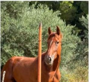 Cavalla