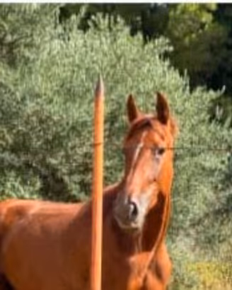Cavalla