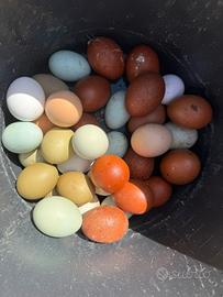 Galline ornamentali