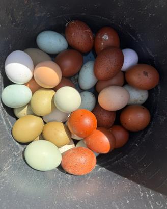 Galline ornamentali