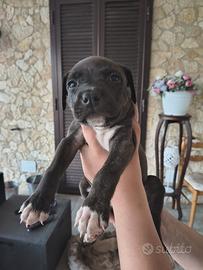 Cucciola Pitbull