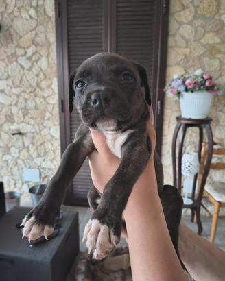 Cucciola Pitbull