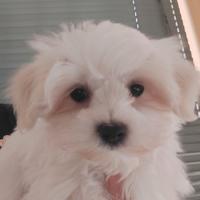 Maltese
