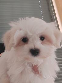 Maltese
