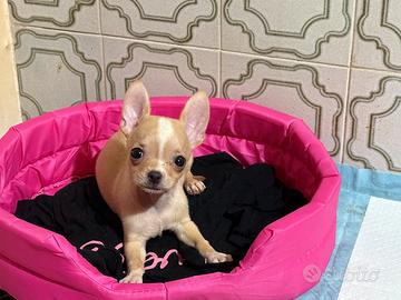 Cucciola Chihuahua