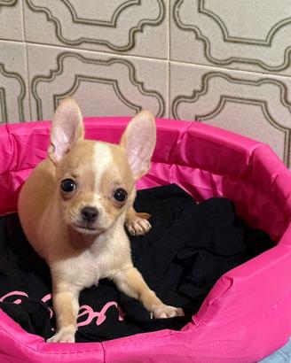 Cucciola Chihuahua