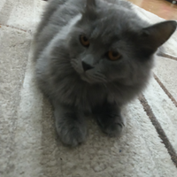 Maschio di British pronto per monta