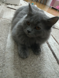 Maschio di British pronto per monta