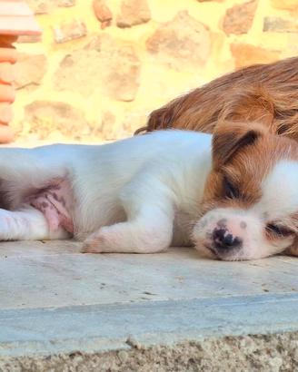 Cagnolino bianco
