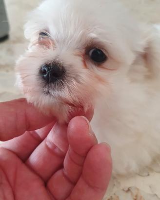 Maltese toy