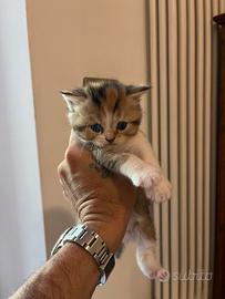 Scottish fold e straight femmine