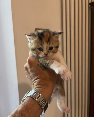 Scottish fold e straight femmine