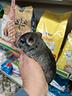 cuccioli-di-cincilla