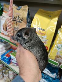 Cuccioli di cincillà