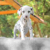 Cucciola di Dalmata bianca e nera