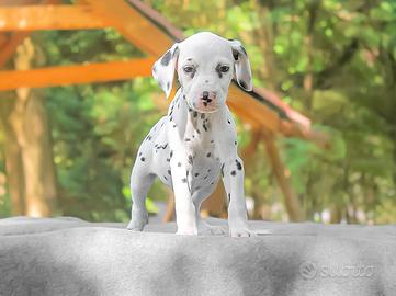 Cucciola di Dalmata bianca e nera