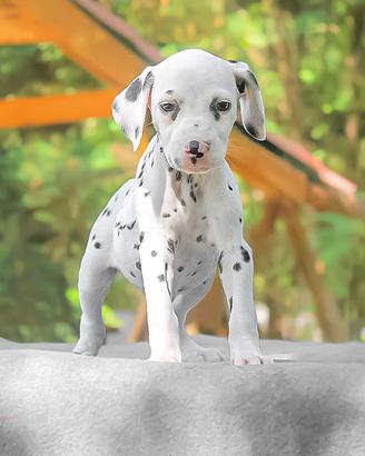 Cucciola di Dalmata bianca e nera