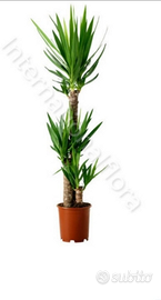 Pianta yucca di varie dimensioni
