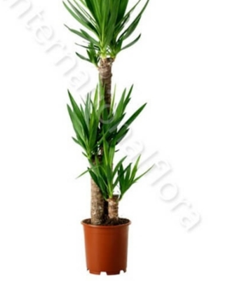 Pianta yucca di varie dimensioni
