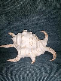 conchiglia naturale Lambis collezione