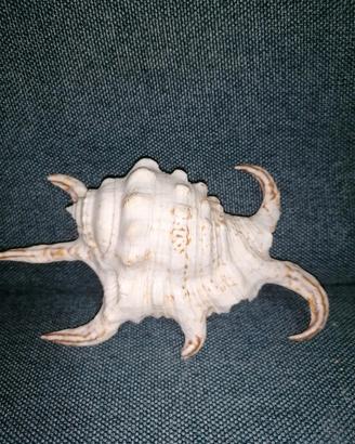 conchiglia naturale Lambis collezione