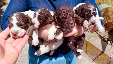 Lagotto Romagnolo cuccioli