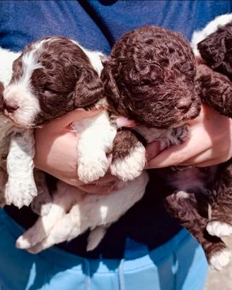 Lagotto Romagnolo cucciola