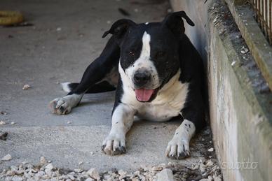 Thor giovane staffordschire terrier in adozione