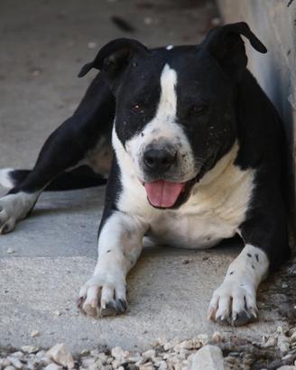 Thor giovane staffordschire terrier in adozione