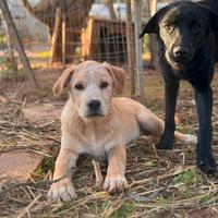 Gina, gilda, greta e giulio cuccioli
